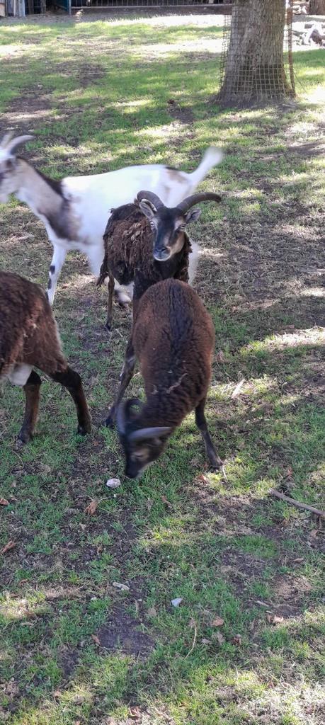 Soay schaap rammetje. 04/2025, Dieren en Toebehoren, Schapen, Geiten en Varkens, Schaap, Mannelijk, 0 tot 2 jaar