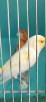 Couple canaris prêt à la reproduction 45€, Animaux & Accessoires, Oiseaux | Canaris, Plusieurs animaux, Canari chanteur
