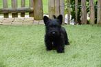 Superbes chiots terrier écossais (parents présents !), Animaux & Accessoires, Chiens | Jack Russell & Terriers, Parvovirose, Plusieurs