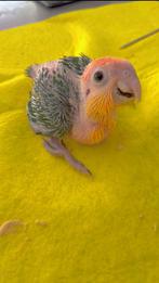 Roestkop caique super tam, Dieren en Toebehoren, Vogels | Parkieten en Papegaaien, Tam