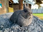 Kleurdwerg voedster blauw met wit op het neusje, Dieren en Toebehoren, Vrouwelijk, Dwerg