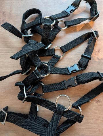 Halster alpaca  beschikbaar voor biedingen