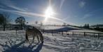 Box Paarden DSL IX, Dieren en Toebehoren, Weidegang, 1 paard of pony