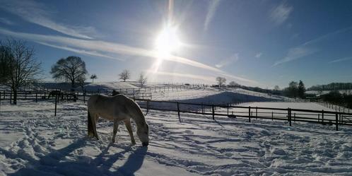 Box Paarden DSL IX, Dieren en Toebehoren, Stalling en Weidegang, Stalling, Weidegang, 1 paard of pony