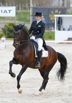 Lusitano Grand Prix paard, Hengst