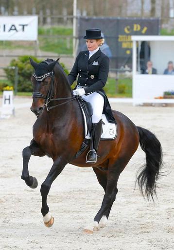  Lusitano Grand Prix paard beschikbaar voor biedingen