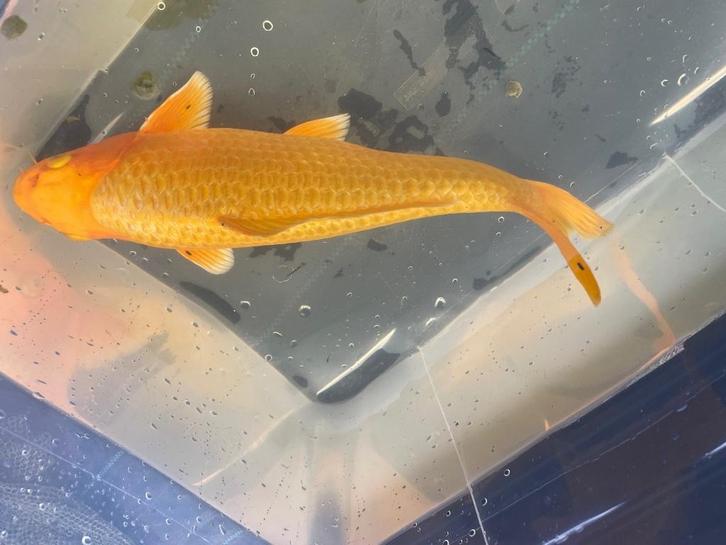 Koi’s, Dieren en Toebehoren, Vissen | Vijvervissen, Karper of Koi