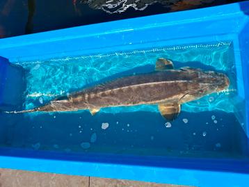 Grote /brede Diamantsteur nu aan promo prijs beschikbaar voor biedingen