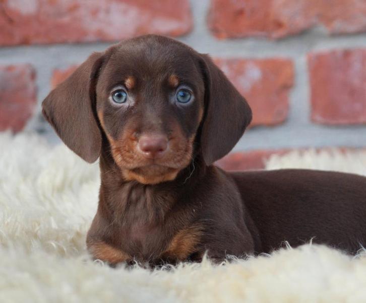 Teckel pups Choco-tan korthaar, Dieren en Toebehoren, Honden | Teckels en Dashonden, Meerdere dieren, Korthaar, Dwerg, Fokker | Professioneel