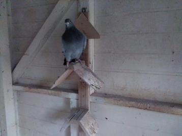 Topkweker van Thierry De Keyser beschikbaar voor biedingen