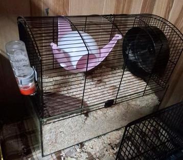 Terrarium voor dwerghamsters beschikbaar voor biedingen