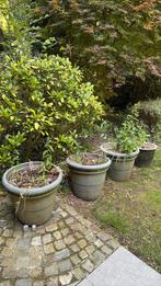 Planten potten (gratis), Tuin en Terras, Planten | Bomen, Ophalen