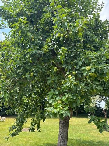Appels om te plukken beschikbaar voor biedingen