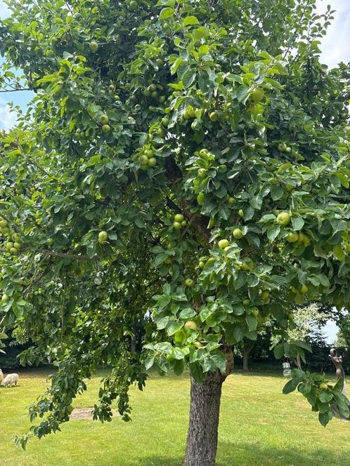 Appels om te plukken, Diversen, Levensmiddelen, Ophalen