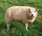 Texel ooilammeren te koop, Dieren en Toebehoren, Maart, Vrouwelijk