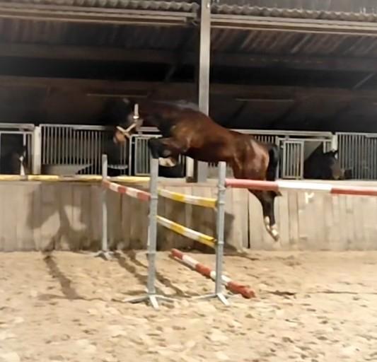 Zeer talentvol 3 jarig springpaard!, Animaux & Accessoires, Chevaux, Étalon, Non dressé, 160 à 165 cm, 3 à 6 ans, Cheval de saut