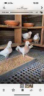 Iranees duiven te koop, Dieren en Toebehoren