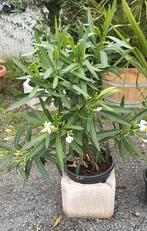 Oleanders!, Ophalen