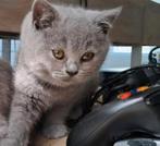 Britse korthaar, Dieren en Toebehoren, Katten en Kittens | Raskatten | Korthaar, 0 tot 2 jaar, Kater, Gechipt