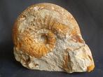 Ammonite - calmar fossile de France, Collections, Minéraux & Fossiles, Enlèvement ou Envoi, Fossile