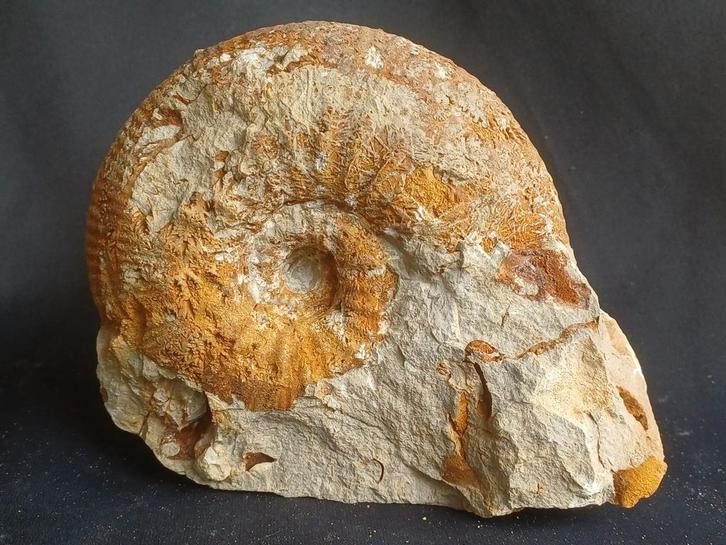 Ammonite - calmar fossile de France, Collections, Minéraux & Fossiles, Fossile, Enlèvement ou Envoi