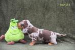 Prachtige Chocolat Tijger Tan pup, Dieren en Toebehoren, België, CDV (hondenziekte), 8 tot 15 weken, Korthaar