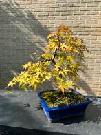 Bonsaï Acer Palmatum, Jardin & Terrasse, En pot, Printemps, Enlèvement, Moins de 100 cm