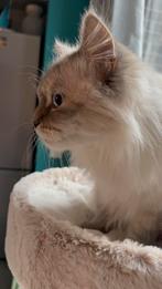 Siberische(neva Masquerade) kat te koop, Chatte ou Chat, Vermifugé, 0 à 2 ans