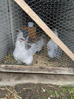 Araucana kippen, Dieren en Toebehoren, Pluimvee, Geslacht onbekend, Kip