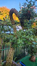 Bonsai Kurkeik Quercus suber, Tuin en Terras, Planten | Bomen, Ophalen