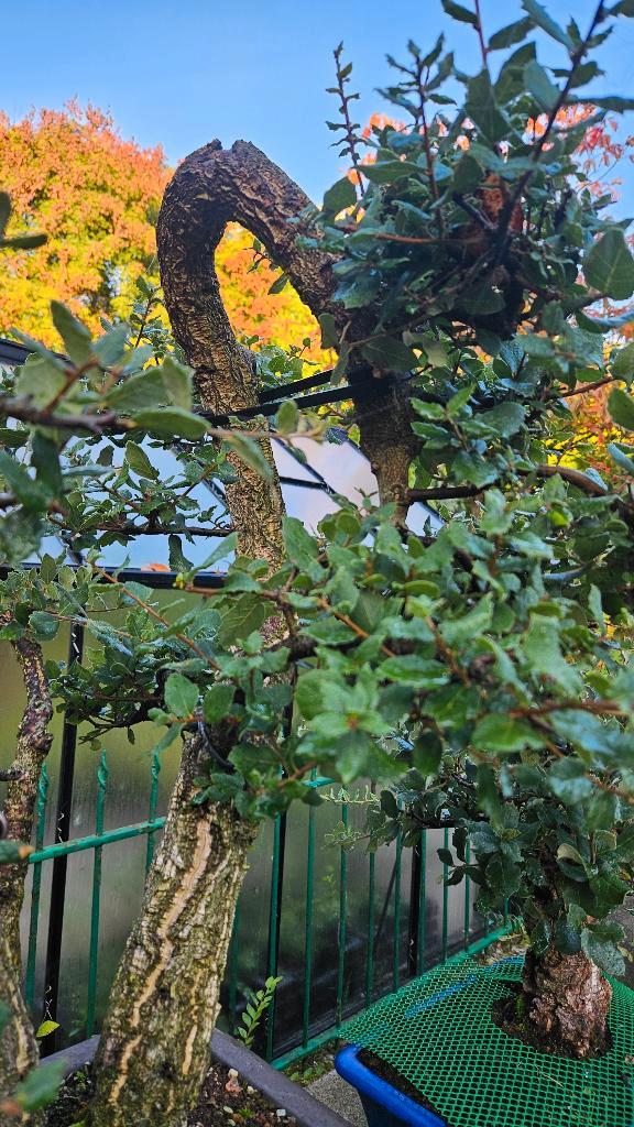 Bonsai Kurkeik Quercus suber, Tuin en Terras, Planten | Bomen, Ophalen