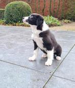 chiots border collie, Chien (mâle), Belgique, Colley, Plusieurs
