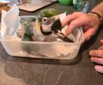 Zeer jonge blauw gele ara met de hand groot gebracht, Dieren en Toebehoren, Augustus, Geslacht onbekend