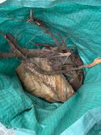 Japanse kersenboom hout te koop, Tuin en Terras, Brandhout, Ophalen