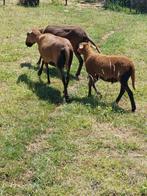 barbados black belly ramlam haarschaap 4 maanden oud, Dieren en Toebehoren, Schapen, Geiten en Varkens, Mannelijk, Schaap, 0 tot 2 jaar