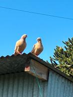 Belgische tuimelaars, Dieren en Toebehoren
