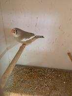 Zebra vink, Dieren en Toebehoren, Vogels | Overige Vogels, Vrouwelijk