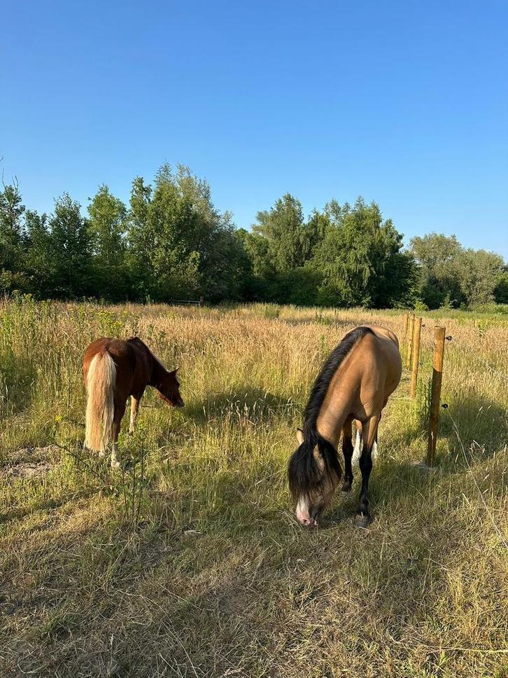 Weide te huur gezocht, Dieren en Toebehoren, Stalling en Weidegang, Weidegang, 2 of 3 paarden of pony's
