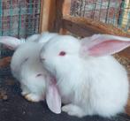 raszuivere zeldzame albino franse hangoren, Dieren en Toebehoren, Konijnen, Meerdere dieren, Groot, Hangoor, 0 tot 2 jaar