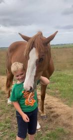 Ermitage kalone merrie 4 jaar, Dieren en Toebehoren, Paarden, Merrie, Springpaard, Gechipt, Zadelmak