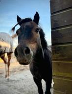 Lieve shetlander ruin, Dieren en Toebehoren, Pony's, Ruin, Niet van toepassing, Gechipt, 11 jaar of ouder