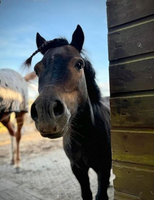 Lieve shetlander ruin, Dieren en Toebehoren, Pony's, Ruin, Niet van toepassing, 11 jaar of ouder, Gechipt, Ontwormd, Ingeënt