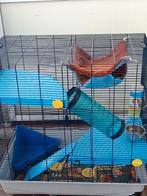 Cage pour furets, Janvier