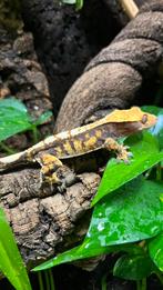 Wilpergecko