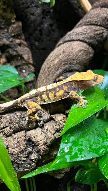 Wilpergecko beschikbaar voor biedingen