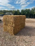 Tarwestro te koop, Dieren en Toebehoren, Ophalen