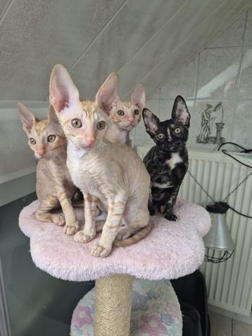 Cornish Rex kittens beschikbaar voor biedingen