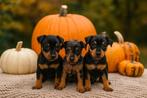 Leuke pinscher pups, Dieren en Toebehoren, Honden | Bulldogs, Pinschers en Molossers, België, Overige rassen, CDV (hondenziekte)