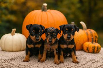 Leuke pinscher pups beschikbaar voor biedingen