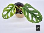 Monstera Mint Adansonii, Groene kamerplant, Ophalen of Verzenden, Overige soorten, Minder dan 100 cm